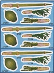 4 Minim - Sukkot Stickers